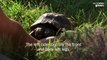 World's oldest two-headed tortoise celebrates at 25th birthday party in Switzerland
