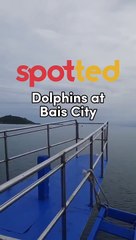 Spotted: Dolphins at Bais City