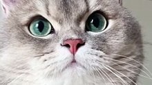 Must beautiful and cute cat ever | funniest animals