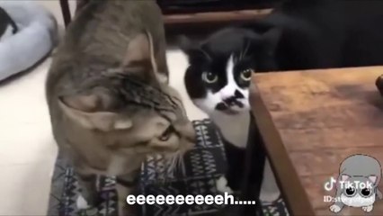 Cats talking !! these cats can speak english better than hooman