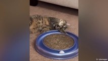 These Funny Cats Make You Definitely Laugh - Funniest Cats | part 2