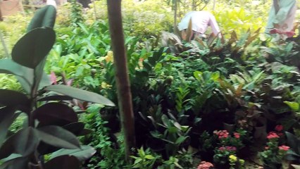 Jai Ambay Plant Nursery Miraroad | Mira Road Plant Nursery Part 6