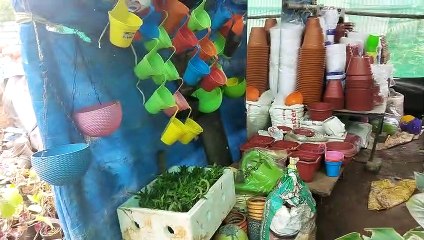 Jai Ambay Plant Nursery Miraroad | Mira Road Plant Nursery Part 5