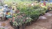 Deepak Plant Nursery Miraroad | Mira Road Plant Nursery