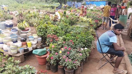 Deepak Plant Nursery Miraroad | Mira Road Plant Nursery