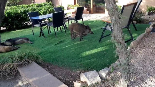 Famiglia di cinghiali si rilassa nel giardino di una casa a Costa Paradiso
