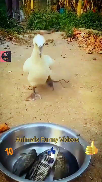 Wow Amazing Birds | Bird Fish Eating Videos 2022 | Cute Animals Yt