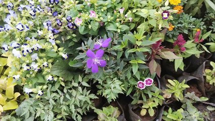 Jai Ambay Plant Nursery Miraroad | Mira Road Plant Nursery Part 4