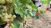 Dans le sud de l'Ukraine, les vendanges 