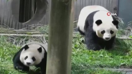 Çin'deki depremde anne panda ve yavrularının kaçtığı anlar görüntülendi