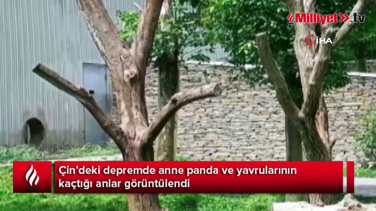 Çin’deki depremde anne panda ve yavrularının kaçtığı anlar görüntülendi