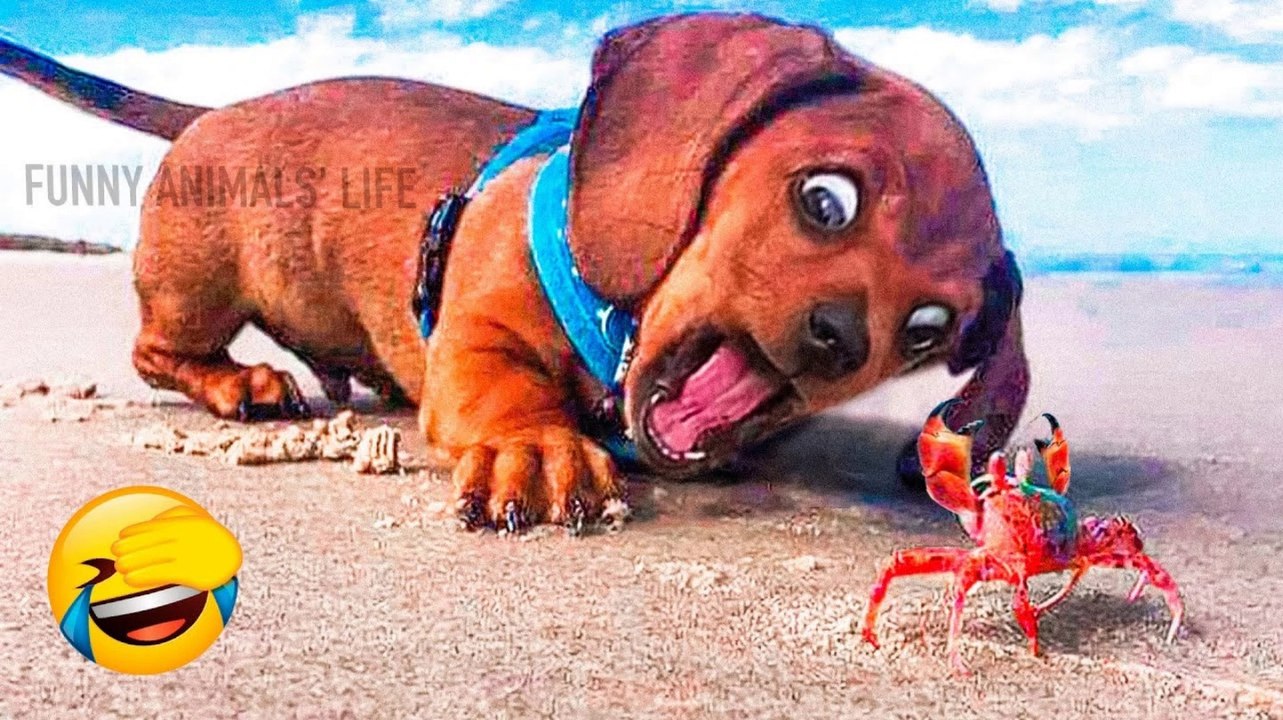 Best Cute And Funny Animal Videos 2022  - Funniest Dogs And Cats Videos