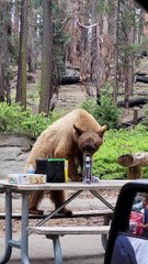 Bear Helps Itself to Snacks at Picnic Table