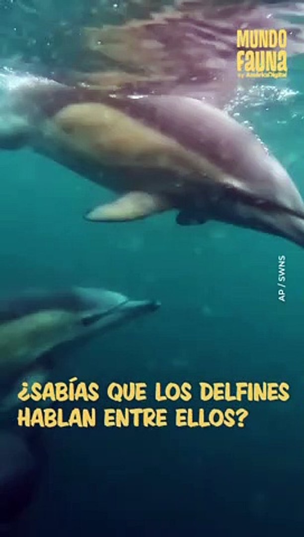 Escucha a estos delfines 'hablando' entre ellos - Vídeo Dailymotion