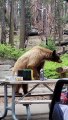 Bear Helps Itself to Snacks at Picnic Table