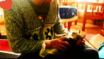 Funny and crazy talking cat videos_2022