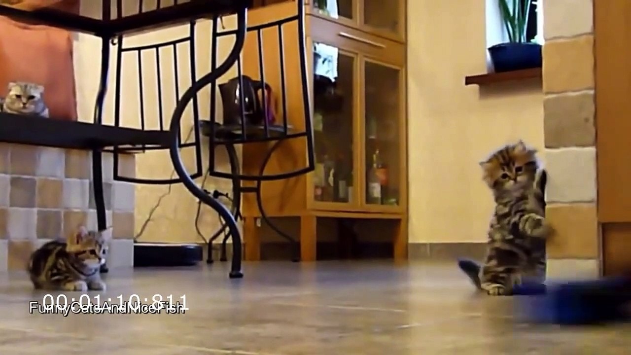 Funny cats playing_2022
