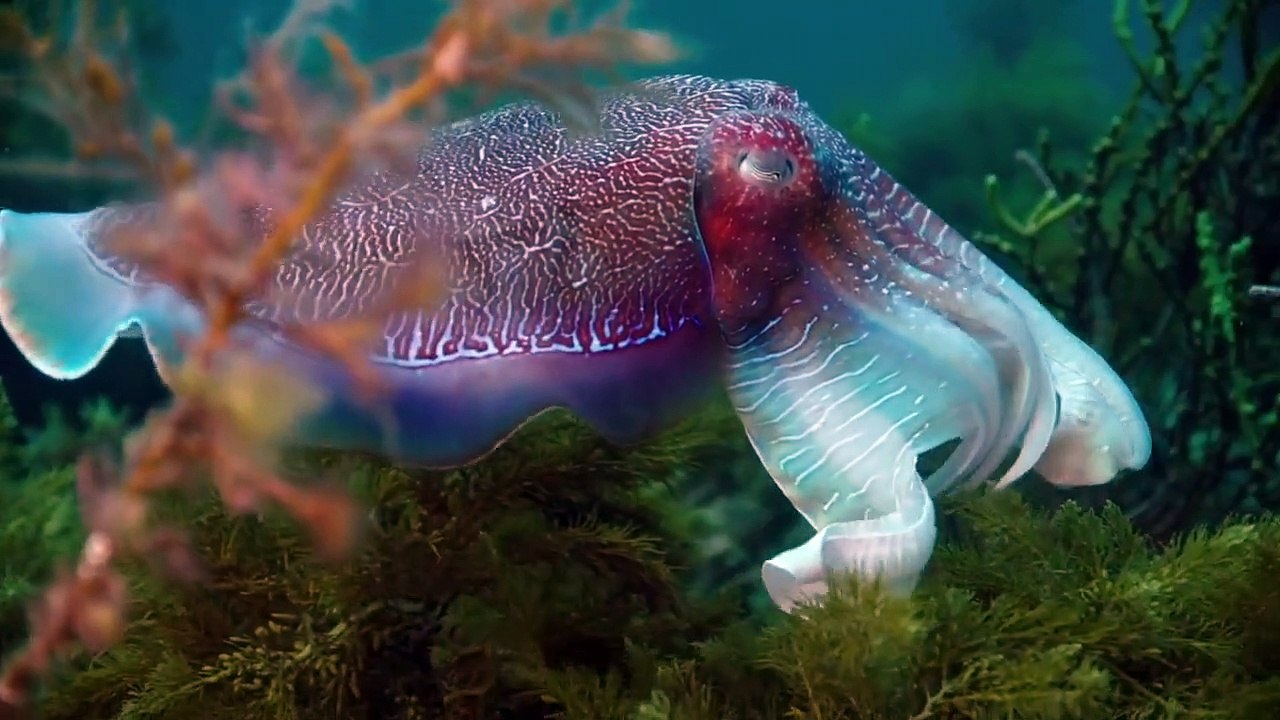 Australia Earth's Magical Kingdom Staffel 1 Folge 2 HD Deutsch