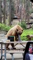 Bear Helps Itself to Snacks at Picnic Table