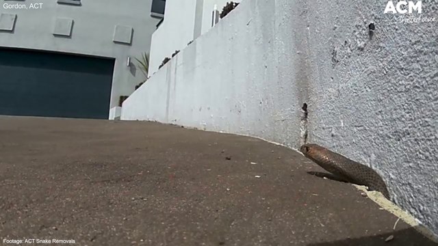 Snake catchers retrieve a brown snake in Gordon, ACT | September 6, 2022 | Canberra Times