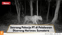 Seorang Pekerja PT di Pelalawan Diterkam Harimau Sumatera Saat Hendak Buang Air Kecil !!