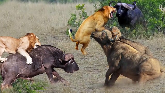 Intense Battle Lion Suffers Fierce Attacks From Powerful Buffalo Herds