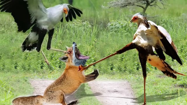 Pain!!! The Poor Fox Was Hunted By The Secretary Bird - The Hunts Of The King Of The Sky - Animal