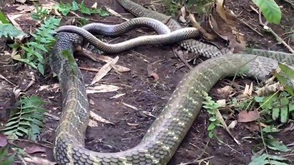 Lacking Prey, Snakes Must Kill Each Other To Maintain Life - Hunting Snake - Snake Vs Komodo Dragon