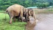 elephant baby funny videos, elephant and baby playing, baby elephant funny videos bathing, baby elephant funny videos, elephant in swimming pool, baby elephant play ball, elephant breaks tree