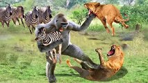 Monkey Rushes To Attack The Lion To Save The Zebra - The Chase Of The Lion And The Wild Boar