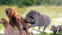 The Lion Was Busy Making Love But Didn't Notice And Was Suddenly Attacked By A Wild Boar