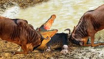 OMG!!! The Crocodile King Went Ashore To Hunt And Was Suddenly Attacked By A Herd Of Wildebeest