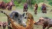 Wild Boar Frantically Attacks Leopards To Protect The Herd - Boar Vs leopar - Boar Vs Lion, Zebra