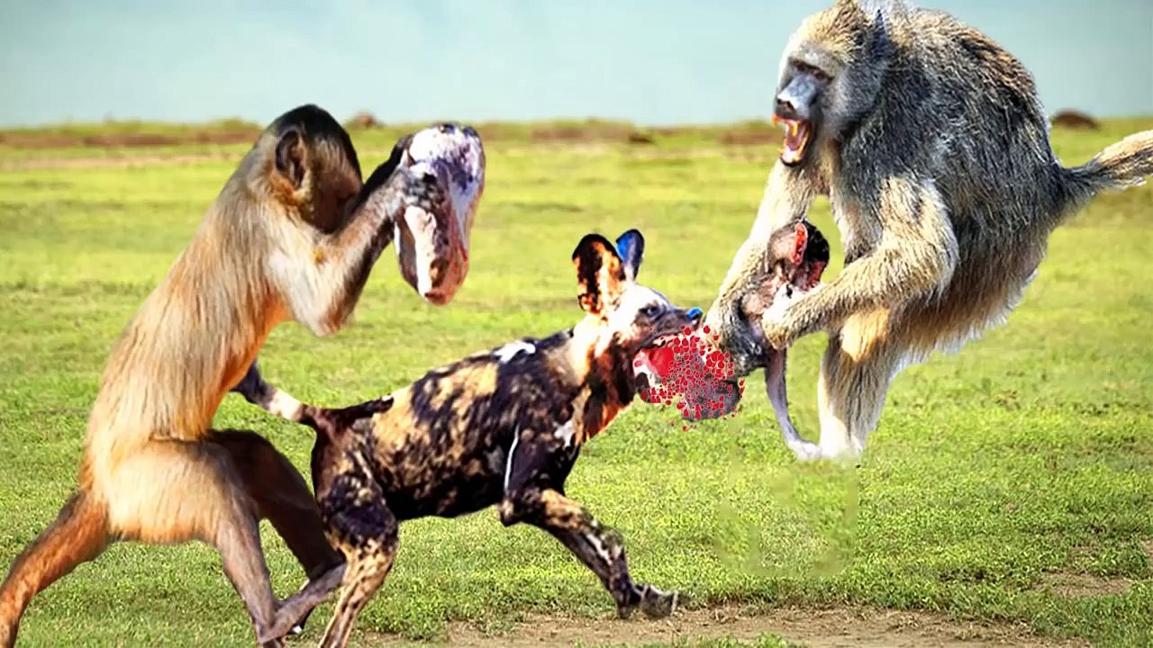 BABOON VS WILD DOG Baboons Trying To Rescue Their Children, 55% OFF