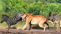 Rebellion!!! Zebra gets mad and continues to attack lions and other animals - Zebra vs Lion, Leopard