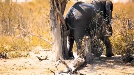 下载视频: 500 Ostrich Brothers Kill Leopards - Wild Animals, Leopards, Ostriches, Buffalo