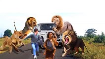 Aghast !!! Angry wild animals attack passersby - Lion - Tiger - Crocodile - Leopard - Buffalo