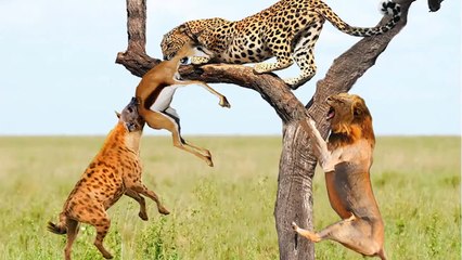 Leopard's Worst Hunt   Lion VS Hyena Attack Leopard To Take The Prey.