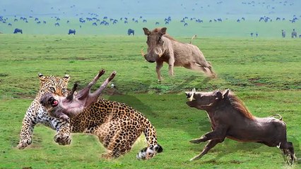 Warthog Wants To Save His Baby From Leopard's Mouth But Fails To Leopard's Agility