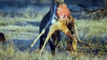 Heyna Attacks Cheetah To Steal Impala Prey From Cheetah -Big Battle of Heyna vs Wild Dog.