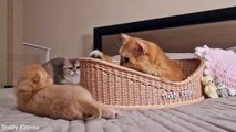 Kitten Pinky tries to play with mom  So funny