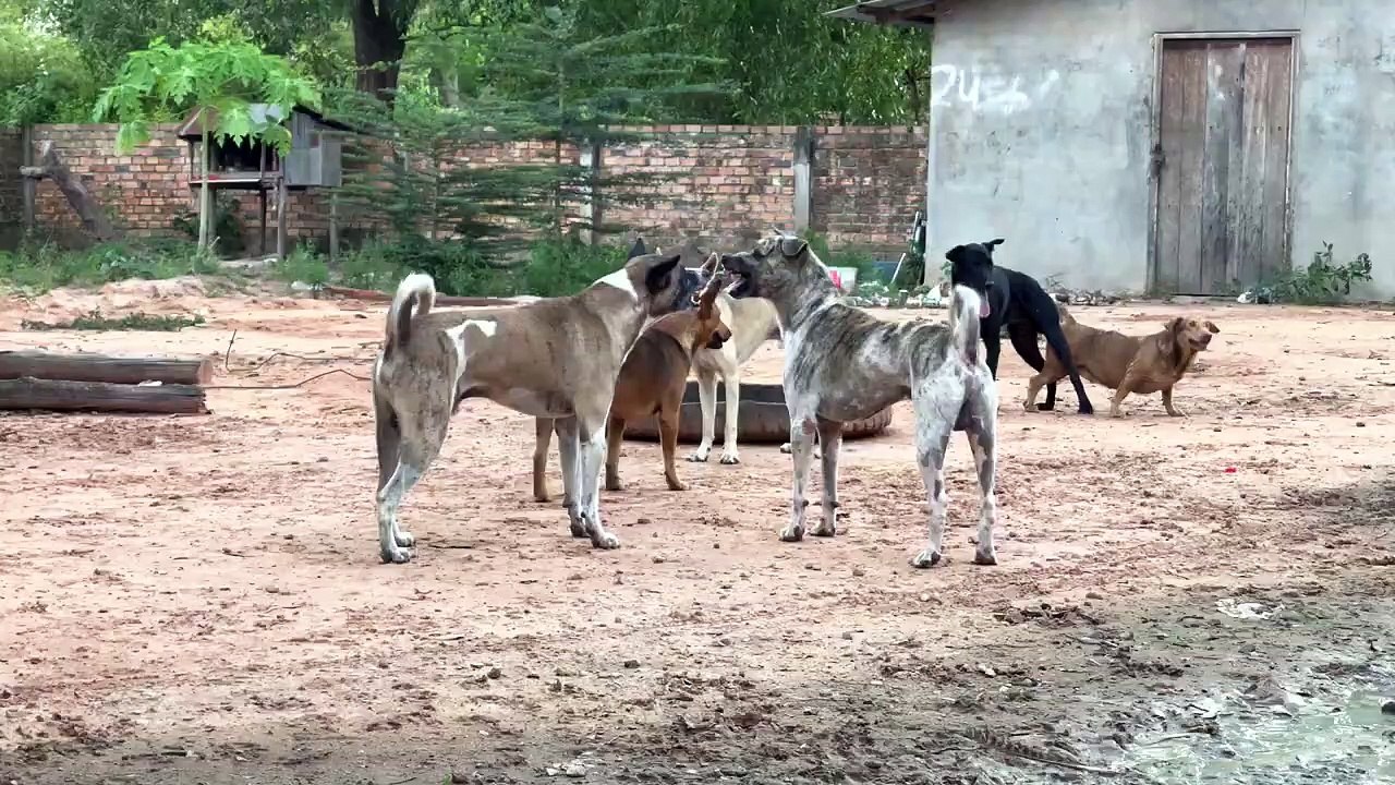 Poor dog make fighting at house