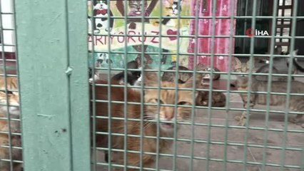 Sporcu çocuklar hayvanlarla buluştu