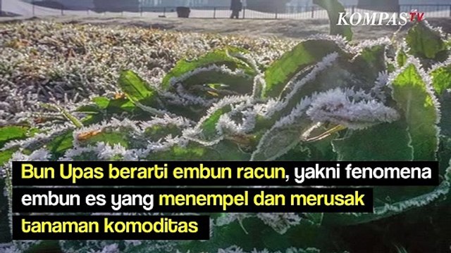 Dataran Tinggi Dieng Punya 5 Fakta Menarik, Apa Saja?