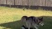 #funniest #falling animals #videoshorts#tiktokvideo  #cutest #cats and #crazy #dogs #2022