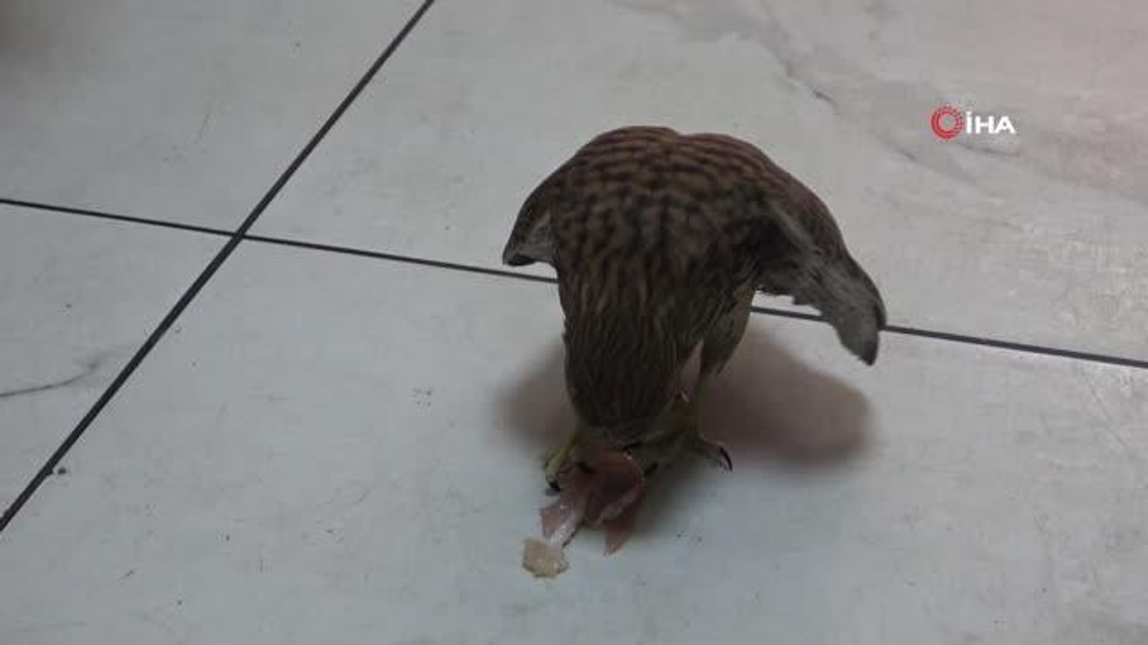 Son dakika haber! Yaralı 'kerkenez' duyarlı vatandaş tarafından tedavi edildi