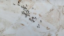 Alittle ant reorganizes the ranks