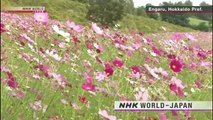 NHK World Japan Weather - 6 Sept. 2022