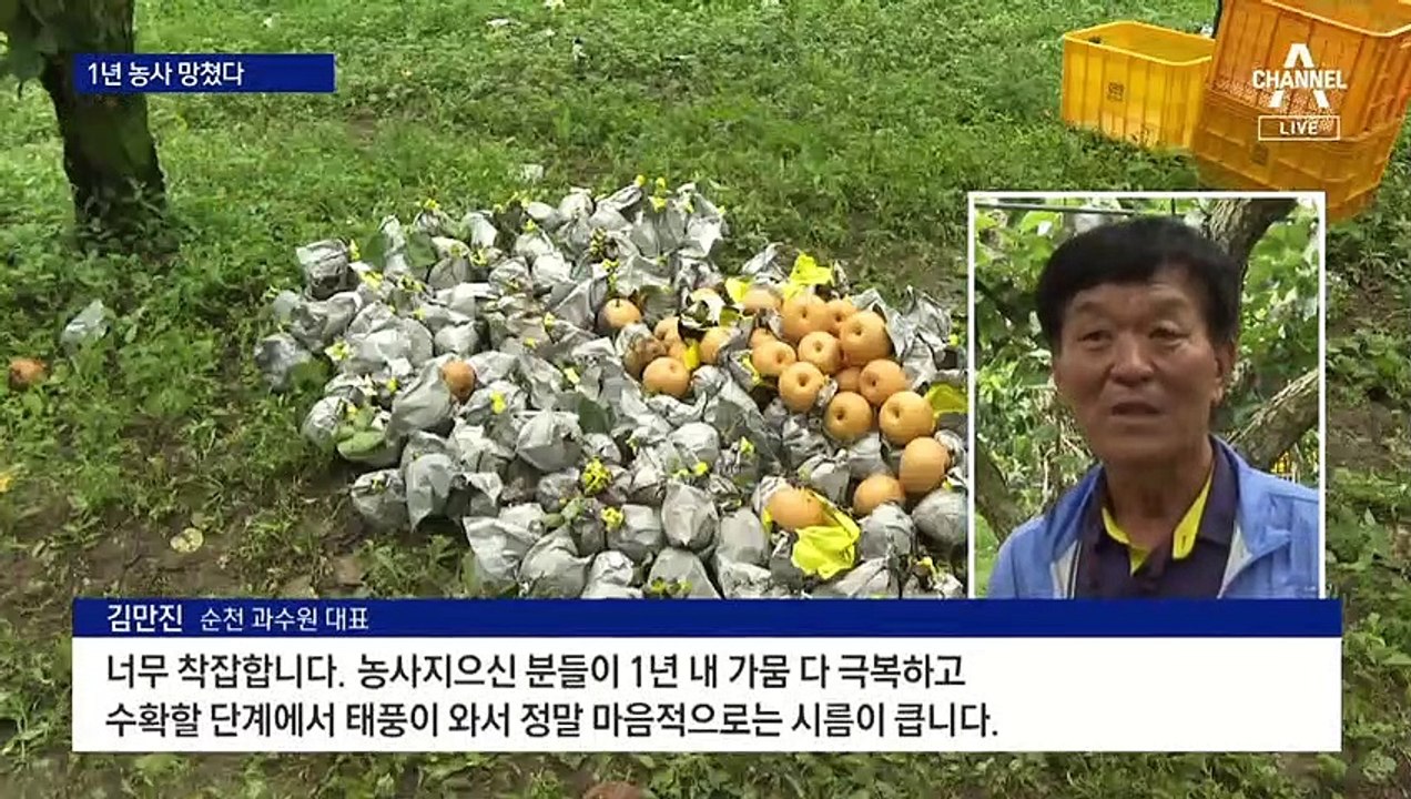 추석 앞두고 1년 농사 망쳤다…전국 곳곳 벼들도 쓰러져