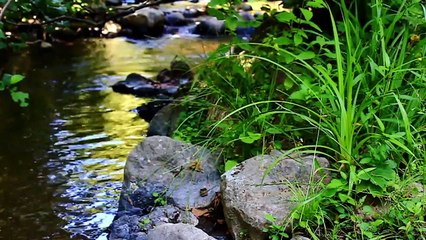 Relaxing River Water Flowing in greenery without music and sound